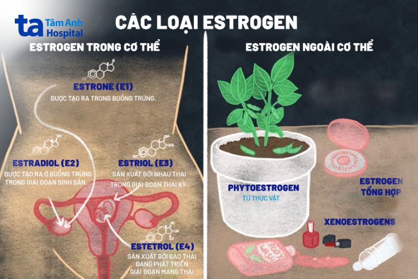 Estrogen và nguy cơ ung thư vú