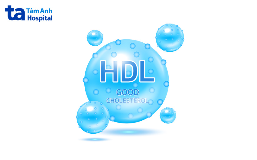 HDL cholesterol là cholesterol có lợi cho cơ thể