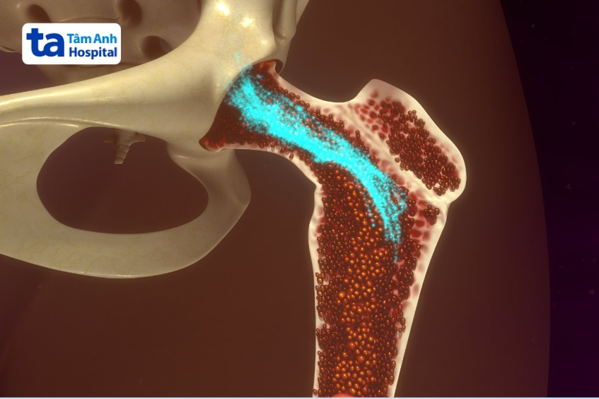 nguồn cung cấp tế bào gốc từ tủy xương