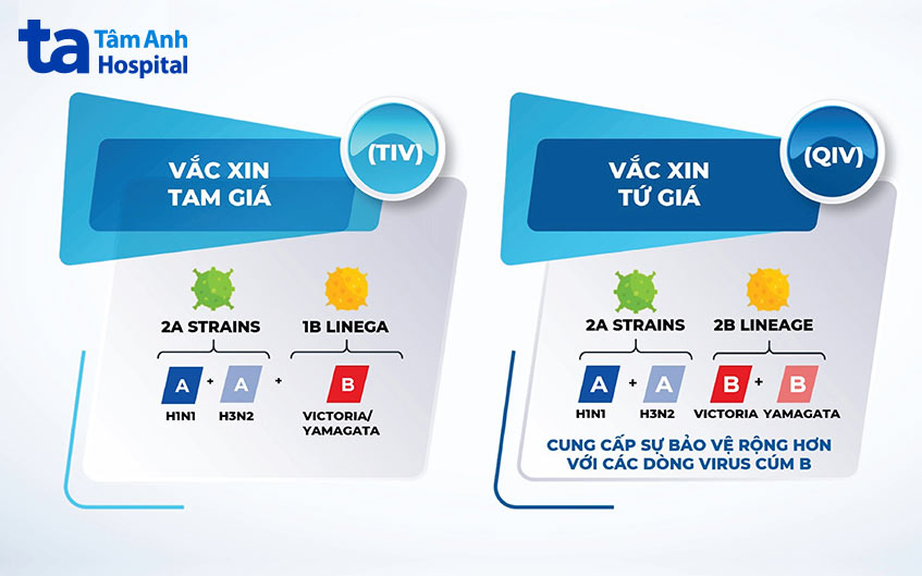 Vắc xin cúm tứ giá có phạm vi bảo vệ rộng hơn