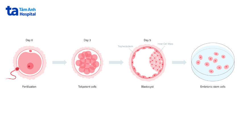 Quá trình phôi phân chia tế bào từ ngày 0 đến ngày 5+