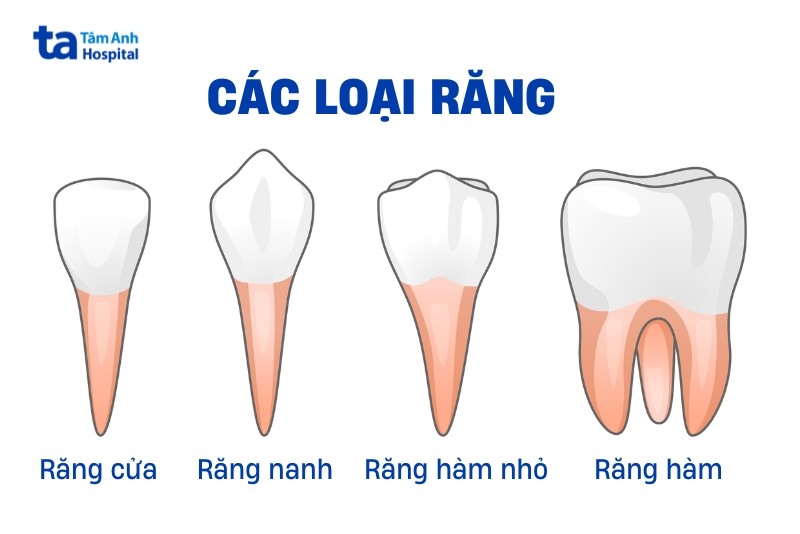 Chức năng của răng vĩnh viễn