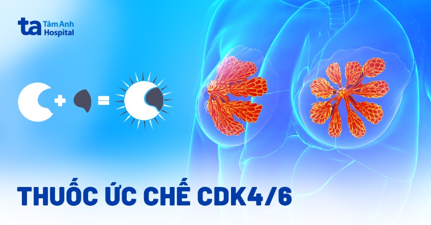 Thuốc ức chế cdk4/6