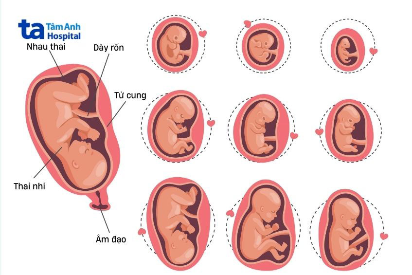 Tử cung là nơi nuôi dưỡng thai nhi