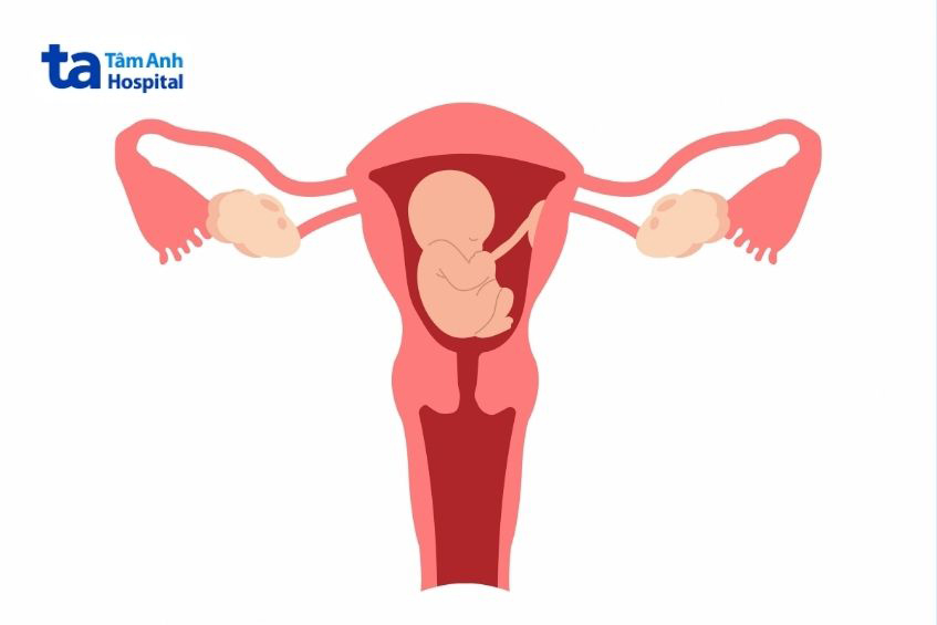 tử cung là nơi thai nhi phát triển