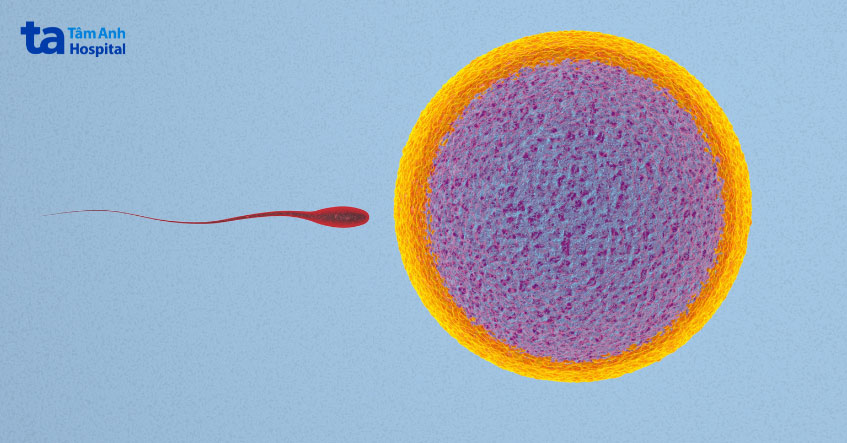 Bác sĩ luôn cố gắng thu được nhiều trứng nhất có thể trong một chu kỳ hút trứng