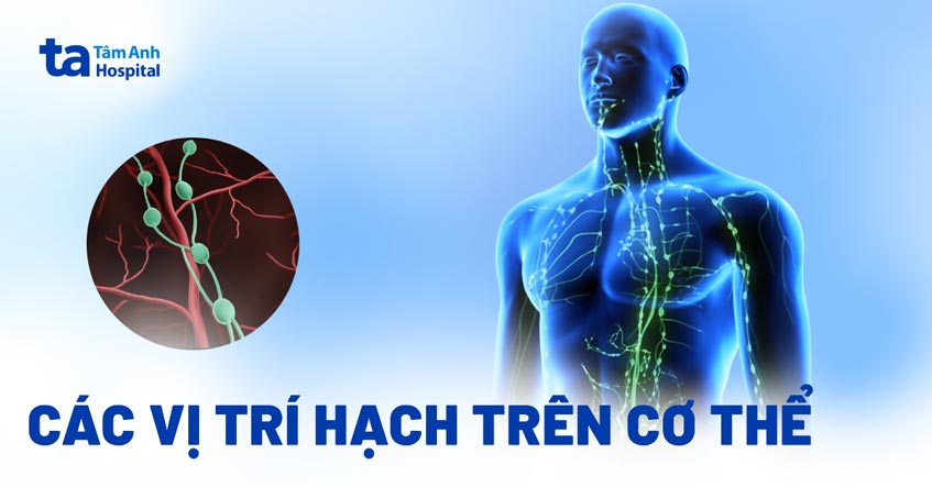Hạch là gì? Các vị trí thường xuất hiện trên cơ thể