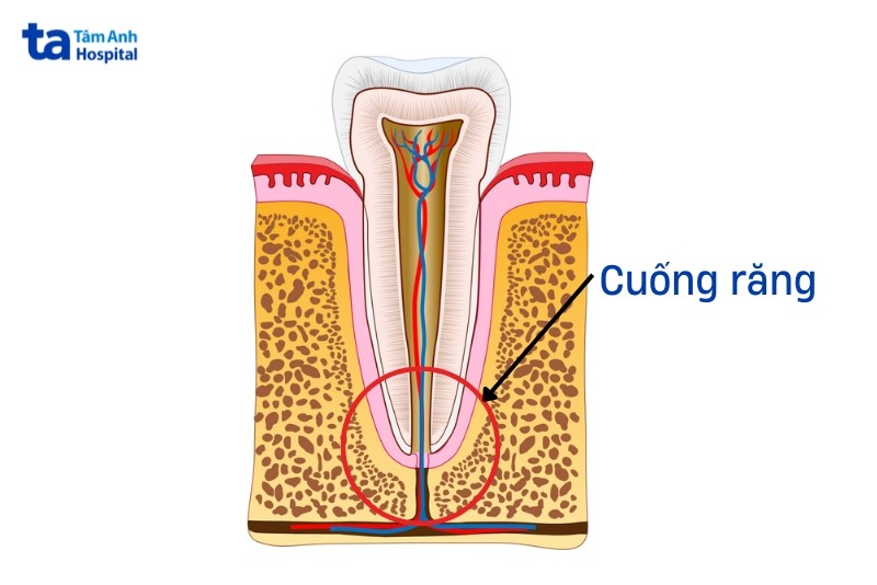 Giải phẫu cuống răng