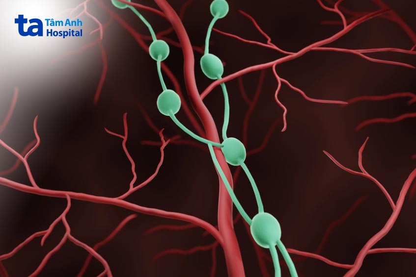 hạch là cơ quan nhỏ hình hạt đậu