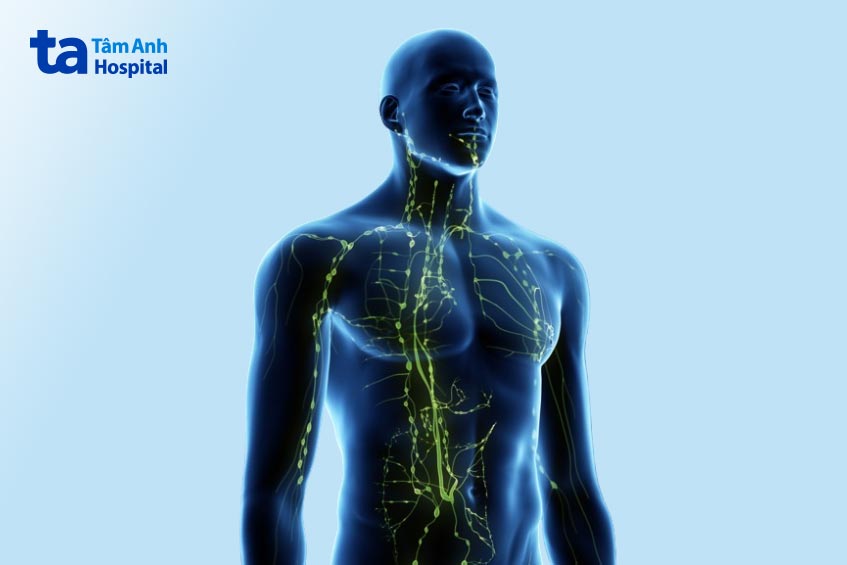 trong cơ thể người trưởng thành có khoảng 600 hạch