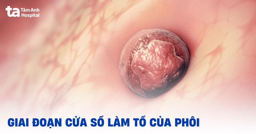 Cửa sổ làm tổ của phôi là gì?