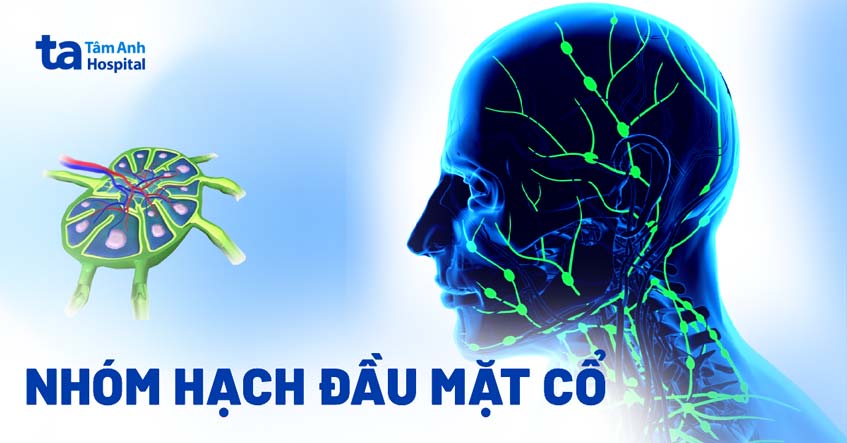 hạch đầu mặt cổ