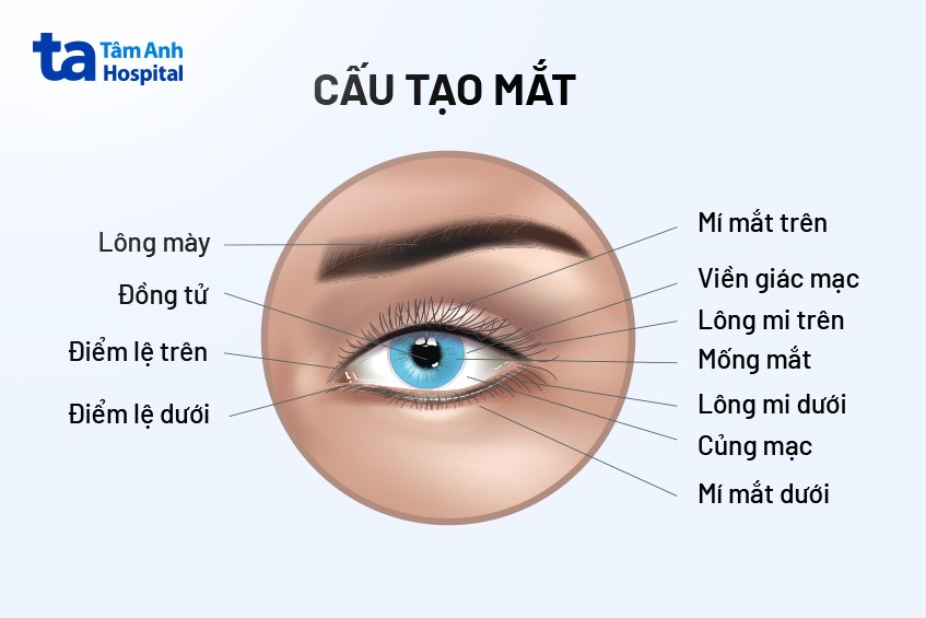 hình ảnh cấu tạo mắt và vị trí mí mắt ở đâu
