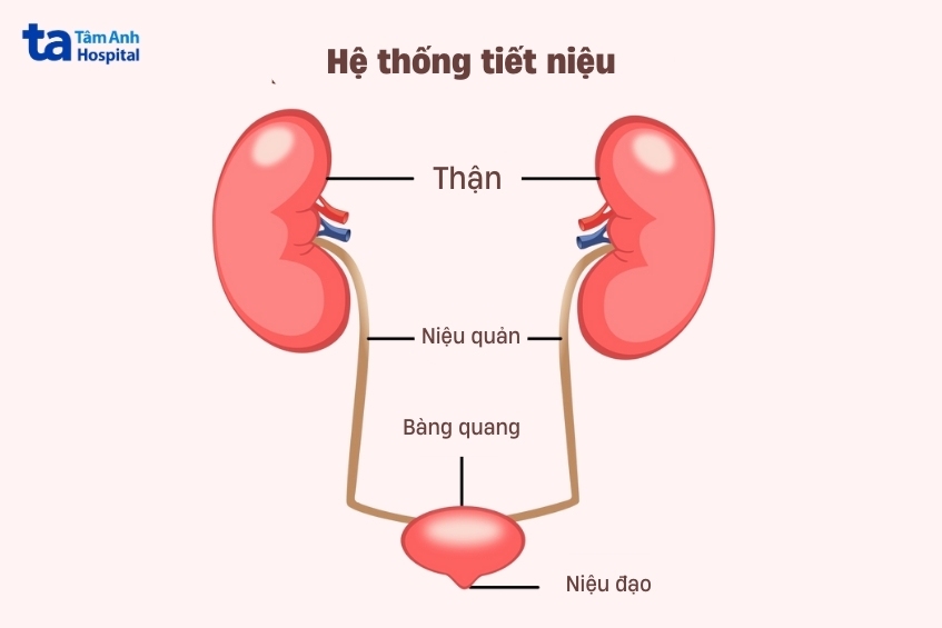 hình ảnh minh họa hệ tiết niệu