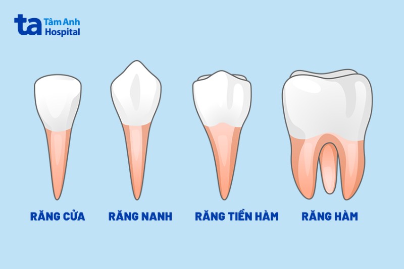 Răng cấm là răng gì?