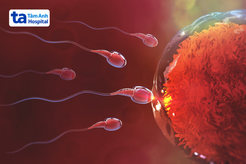 Khi niêm mạc tử cung đạt yêu cầu phôi sẽ được chuyển vào tử cung người mẹ