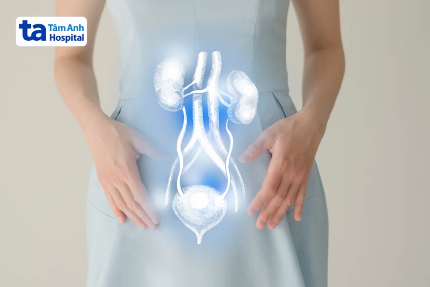 niệu đạo nữ có kích thước tương đối ngắn và có khả năng đàn hồi tốt