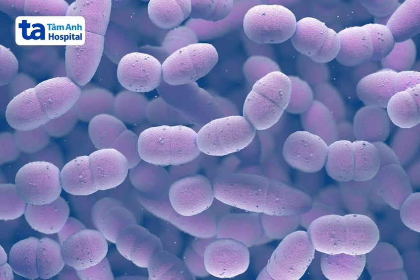 phế cầu là vi khuẩn thường cư trú tại vùng hầu họng