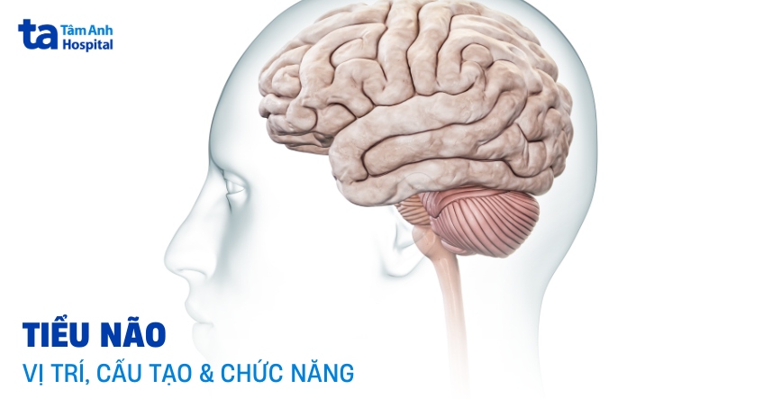 V N o L G Gi i Ph u C u T o V C c V ng Ch c N ng C a V i N o V N o L G Gi i Ph u C u T o V C c V ng Ch c N ng C a V i N o