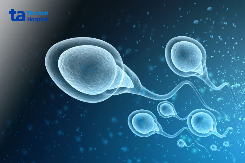 tinh trùng được sản xuất bởi các ống sinh tinh ở tinh hoàn