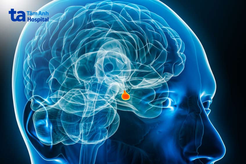 tuyến yên có khả năng ra hiệu cho cơ thể sản xuất nhiều loại hormone