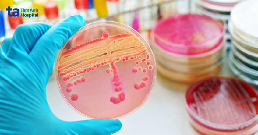 vi khuẩn neisseria gonorrhoeae gây bệnh lậu