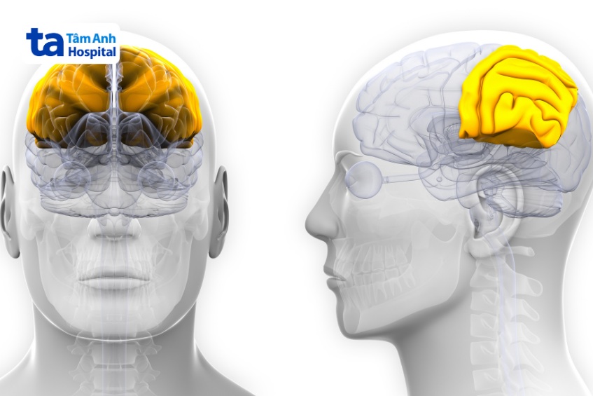 vị trí thùy đỉnh parietal lobe