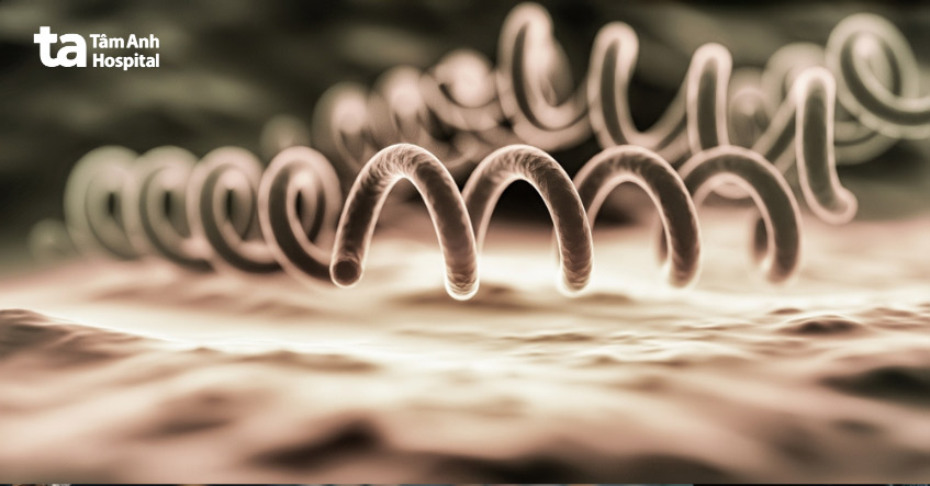 xoắn khuẩn treponema pallidum gây bệnh giang mai