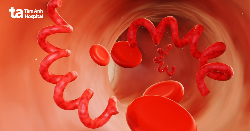 xoắn khuẩn treponema pallidum trong máu người bệnh