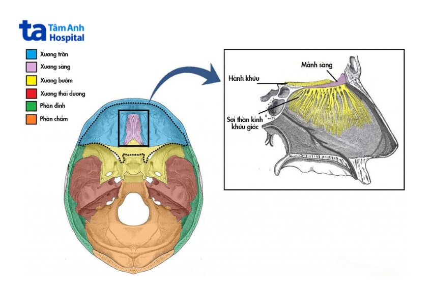 Hình ảnh giải phẫu xương sàng