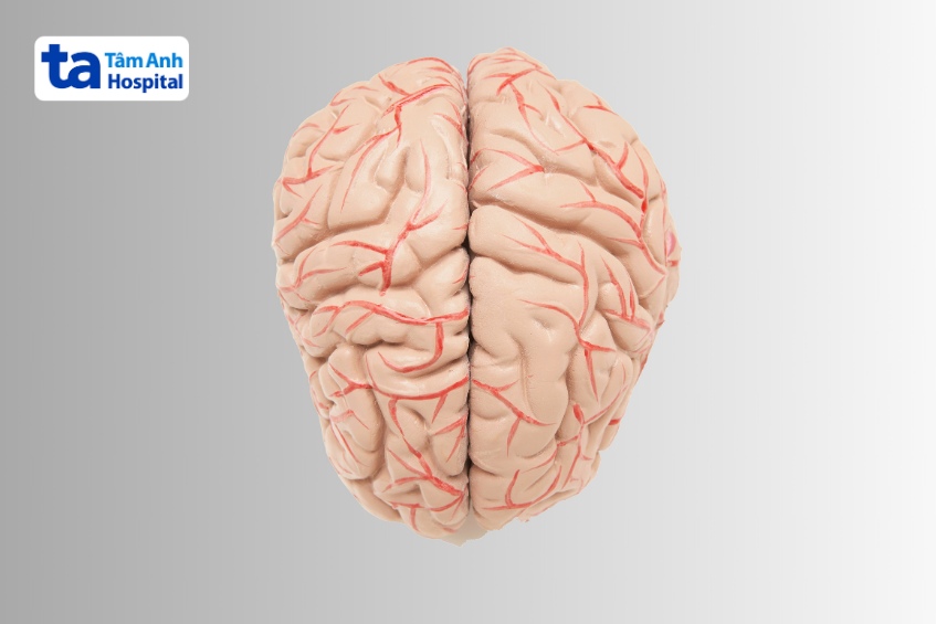 bán cầu não phải não trái