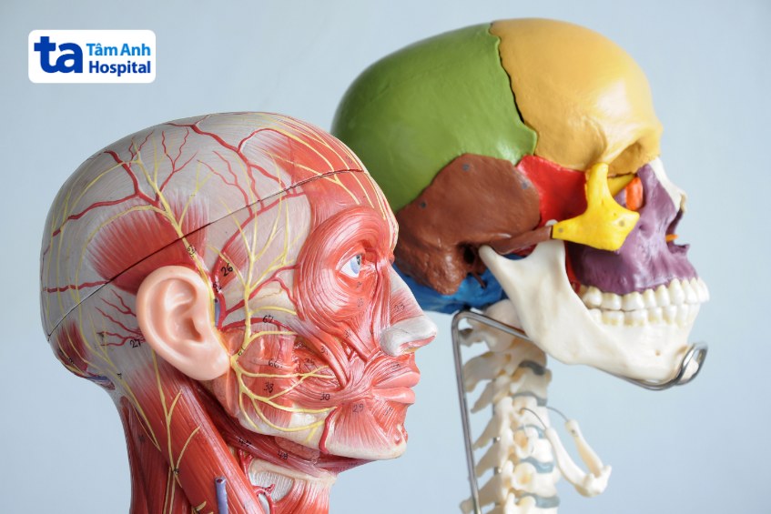 cấu trúc hộp sọ người quan trọng