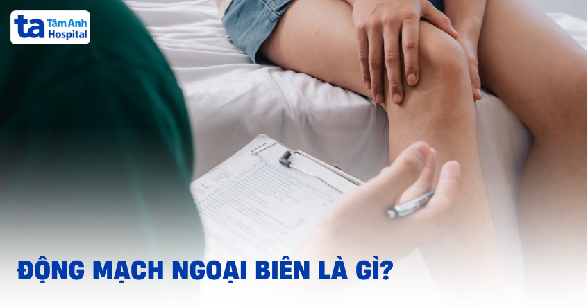 Động mạch ngoại biên là gì? Giải phẫu cấu tạo, vai trò và vị trí