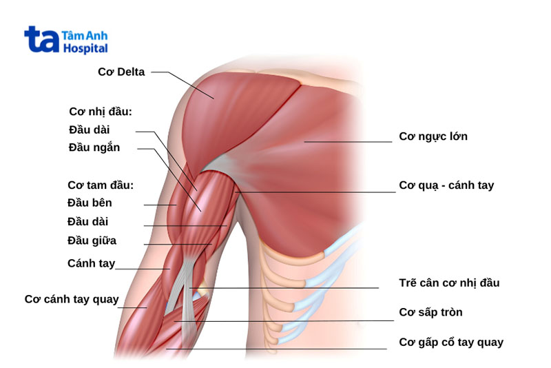 Gân cơ nhị đầu là gì