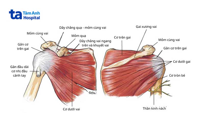 Gân cơ trên gai là gì?