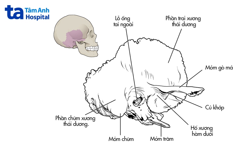giải phẫu xương thái dương