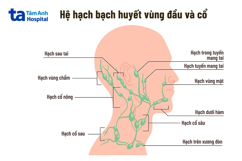 Hệ thống hạch ở vùng đầu và cổ 