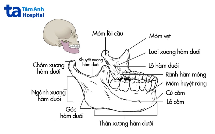 hình ảnh giải phẫu xương hàm dưới
