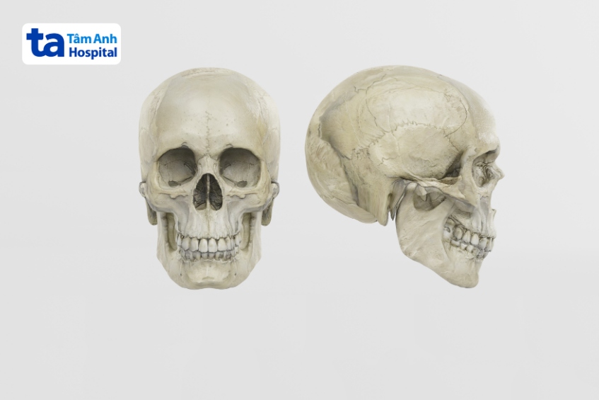 hình ảnh hộp sọ con người