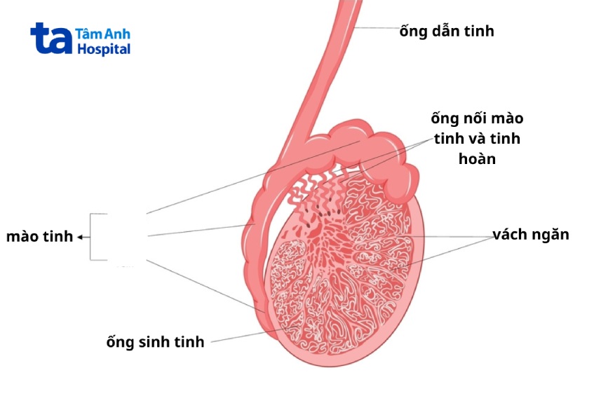 hình minh hoạt ống dẫn tinh