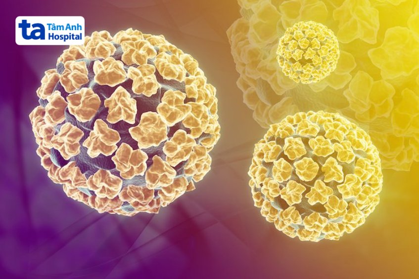 mô phỏng virus hpv