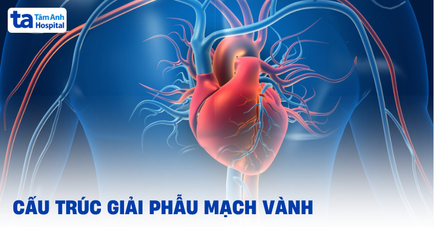 Mạch vành là gì? Giải phẫu, chức năng vai trò, vị trí nằm ở đâu