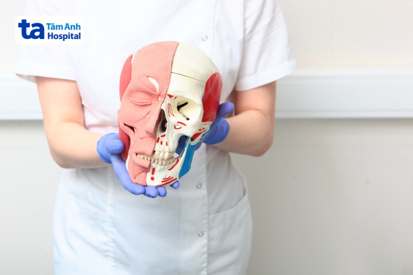 mô phỏng não bộ hộp sọ người