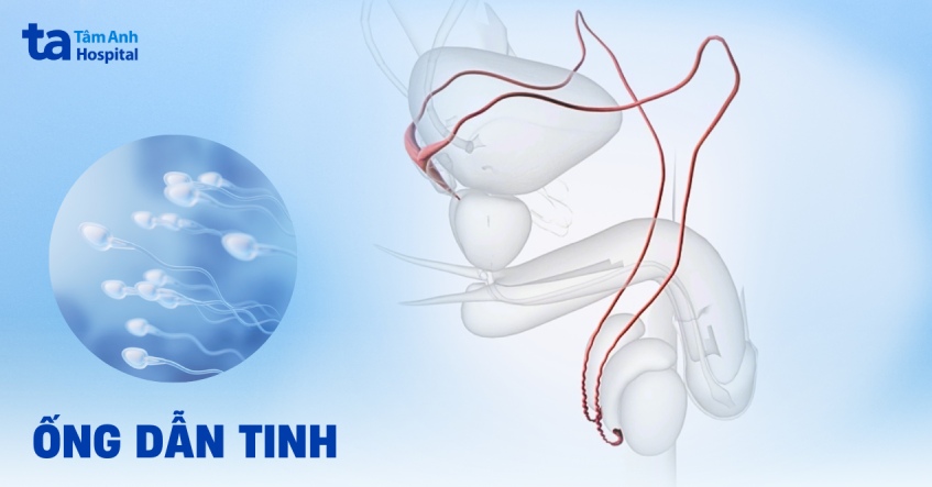 ống dẫn tinh
