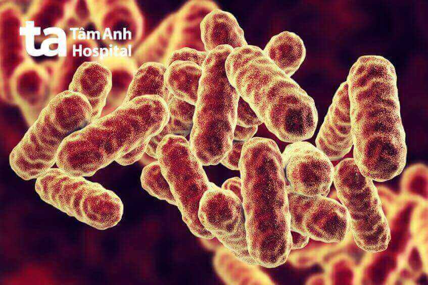 vi khuẩn Serratia marcescens
