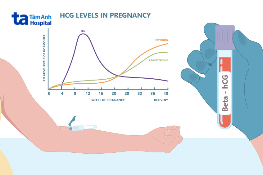 Xét nghiệm máu định lượng beta hCG trong máu là “thước đo” chính xác nhất để kết luận có mang thai hay không