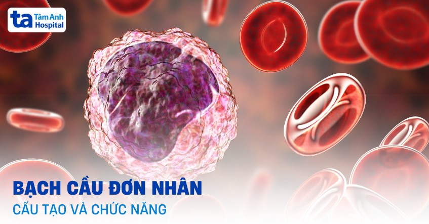 Bạch cầu đơn nhân: Cấu tạo, chức năng, giải phẫu và vai trò