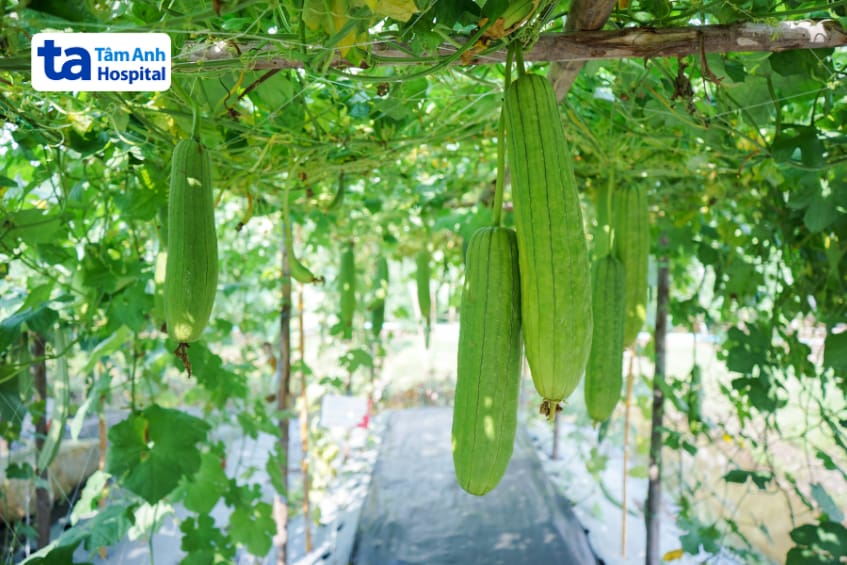 Giá trị dinh dưỡng của mướp