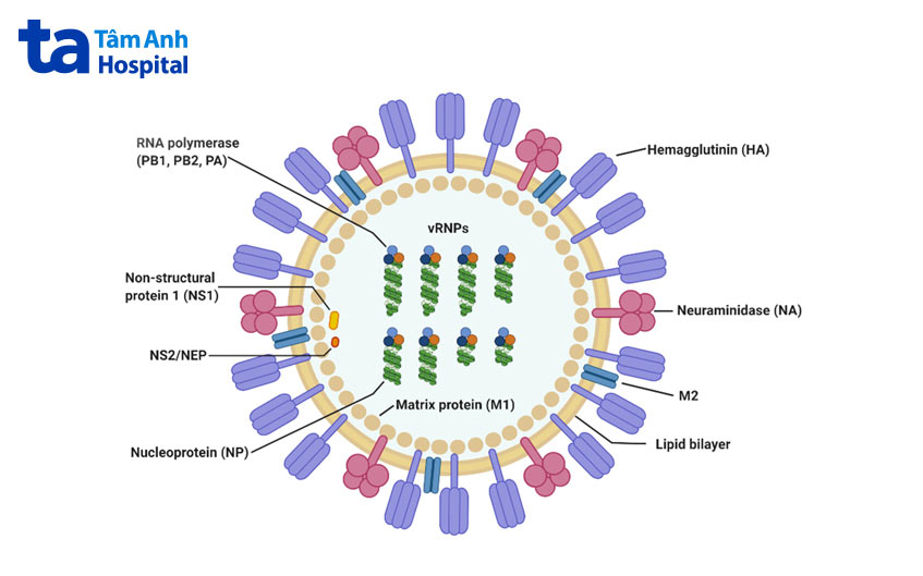 cấu tạo virus cúm a h1n1