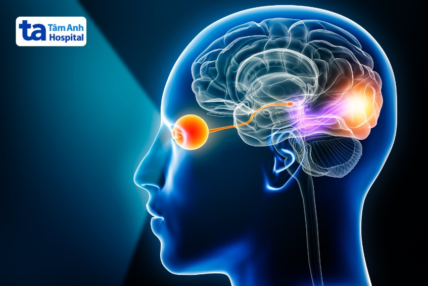 chức năng của vỏ não bộ